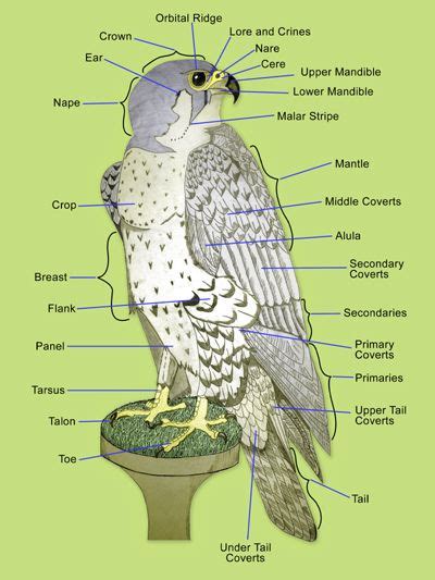 Basic Anatomy of a Peregrine Falcon | Peregrine falcon, Pet birds, Birds of prey