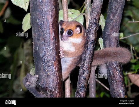 Brown Mouse Lemur Microcebus Rufus In Tree Hi Res Stock Photography And