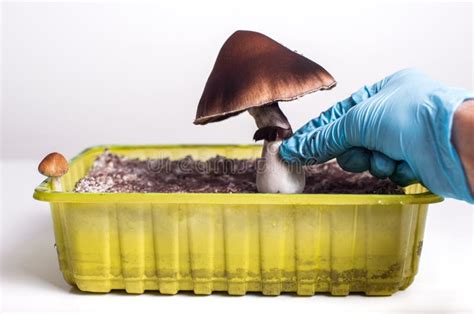 Magic Mushrooms Growing Psilocybe Cubensis Stock Photo Image Of