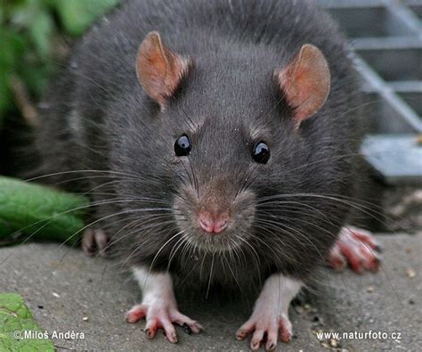 Black rat Photos, Black rat Images | NaturePhoto-CZ | Black rat, Rats ...