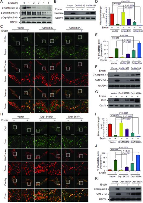 Dephosphorylation Of Cofilin Ser And Drp Ser Is Required For