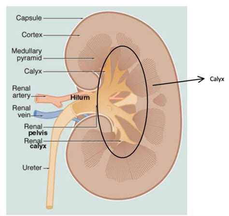 Renal And Urinary System Flashcards Quizlet