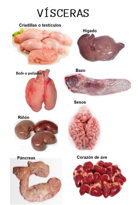 Qué son las vísceras y por qué son importantes