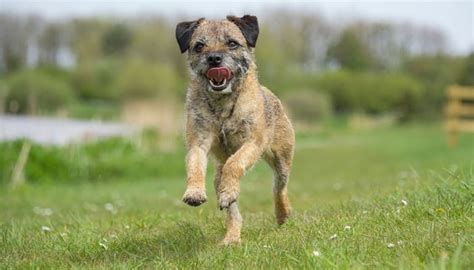 38 Non-Shedding Dog Breeds (Recommended for Allergic People!)