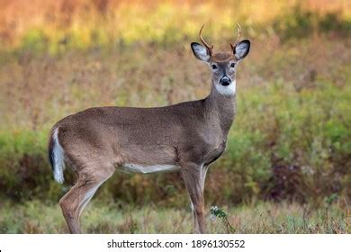 Six Point Whitetail Deer Buck Near Stock Photo 1896130552 | Shutterstock