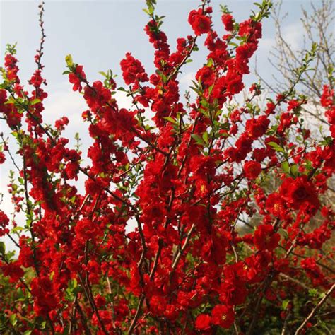 Chaenomeles Speciosa Scarlet Storm Cognassier Du Japon Rouge Sombre