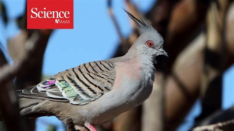 Pigeons Sound A Warning Call—with Their Feathers Youtube