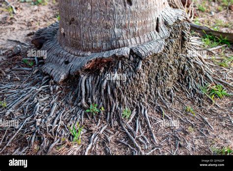 Roots At The Base Of Coconut Palm Tree Cocos Nucifera Parnaiba Delta