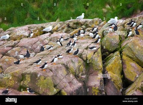 Gull Island Witless Bay Newfoundland Canada Stock Photo Alamy