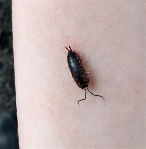 Curly Woodlouse In May 2023 By Snoutmoth INaturalist