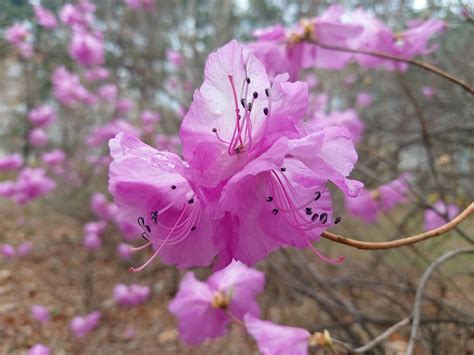 Azalea Naturaleza Primavera Foto Gratis En Pixabay Pixabay