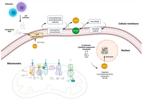 Coenzyme A Mechanism