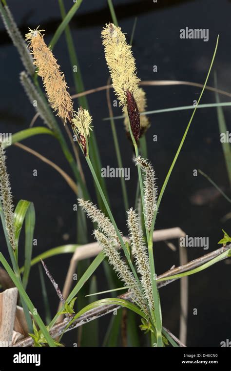 Carex Acutiformis Lesser Pond Sedge Stock Photo Alamy