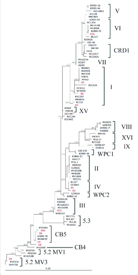 Phylogenetic Tree Constructed From 16s Rrna Sequences ∼1 200 Bp Of Download Scientific