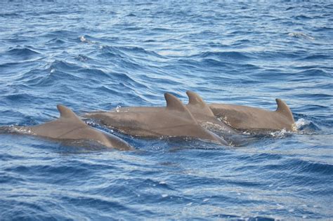 Calheta Whale Dolphin Watching Small Groups Designer Tour Getyourguide