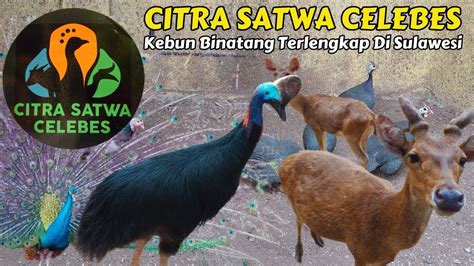 Kebun Binatang Citra Satwa Celebes Gowa Sulawesi Selatan YouTube