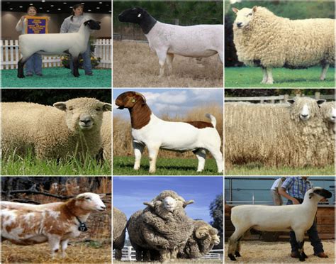 Sheep & Goat Breeds #1 Quiz