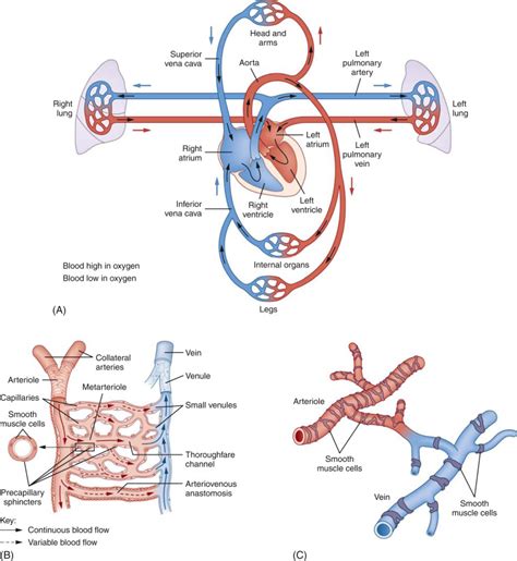 Provide A Schematic Flowchart Of The Pulmonary Circulation - Circuit ...