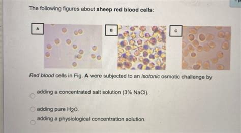 Solved The Following Figures About Sheep Red Blood Cells Chegg