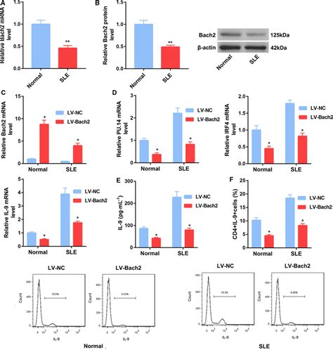 Bach Overexpression Represses Th Cell Differentiation Cd T Cells