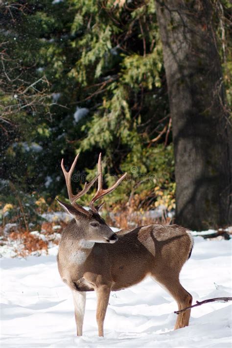 Mule Deer Buck With Large Antlers In Snow Stock Photo - Image of ...