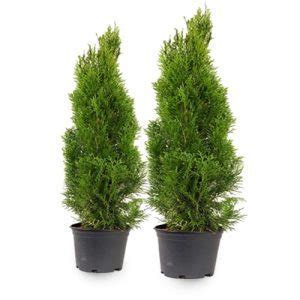 Lauko Augalas Vakarin Tuja Cm Lot Thuja Danica Ermitazas Lt