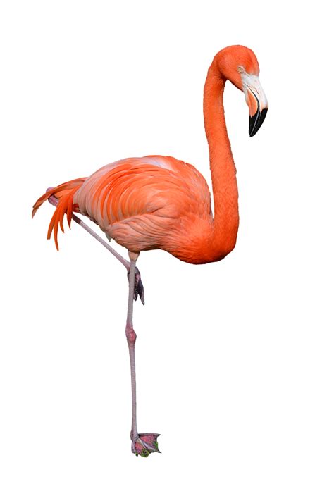 Flamingo Png Transparent Images Png All