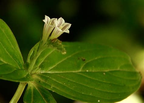 Loganiaceae Spigelia Anthelmia L Nv Lombrigueira Flickr