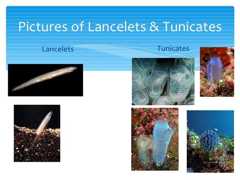 Tuncates Or Sea Squirts And Lancelets