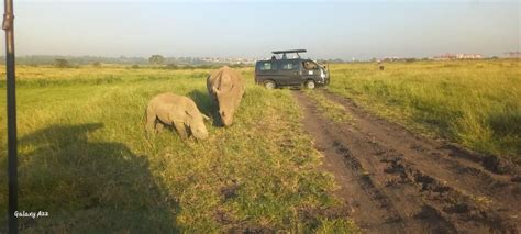 National Park David Sheldrick Girraffe Center Day Tour Getyourguide