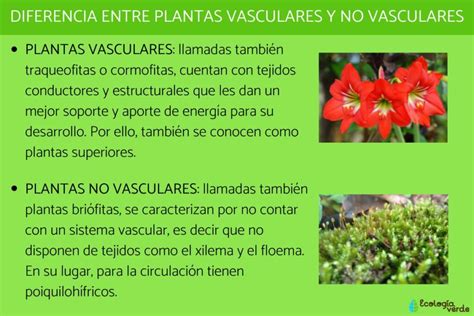 Plantas Gimnospermas Caracter Sticas Ejemplos Y M S