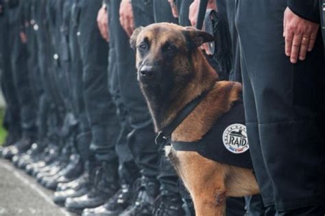 35 Photos D Adorables Chiens Policiers L Atout Charme Des