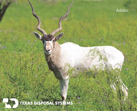 Exotic Animal Wildlife Ranch - Texas Disposal Systems