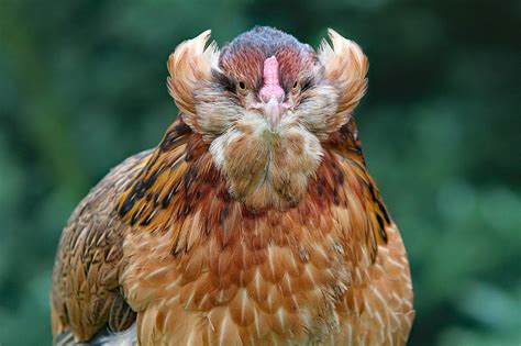 bird chicken hen  photo  pixabay pixabay