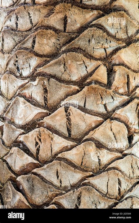 Close Up Palm Tree Bark Hi Res Stock Photography And Images Alamy