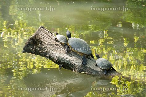 池のほとりで日向ぼっこをするカメの親子の写真素材 [157913758] イメージマート