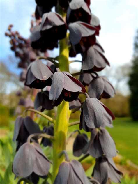 Fritillaria Persica Beth Chatto S Plants Gardens