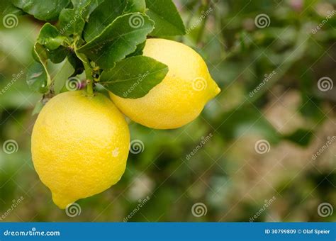 Ripe Lemons Stock Image Image Of Juicy Lush Crop Ripe 30799809