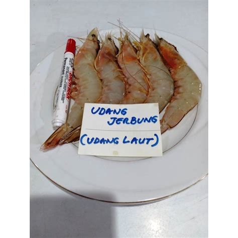 Jual UDANG JERBUNG UDANG PUTIH UDANG LAUT Segar Beku Fozen Fresh