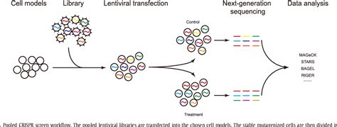 The Application Of Genome Wide Crispr Cas Screens To Dissect The