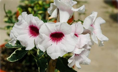 Pandorea Jasminoides Variegata Variegated Bower Wine FLORA TOSKANA