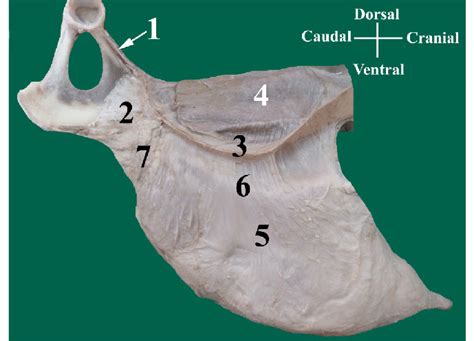 A Photograph Of The Dissected Medial Aspect Of The Udder Of Goat