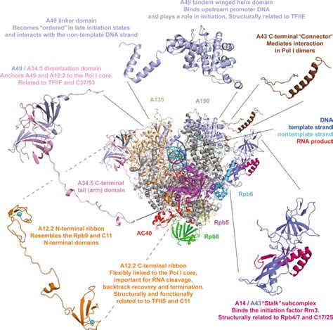 Fig 1 [ribbon Model Of Rna Polymerase ] Ribosome Biogenesis Ncbi Bookshelf