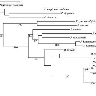 Phylogeny Of Pedicularis Inferred From Maximum Likelihood Ml