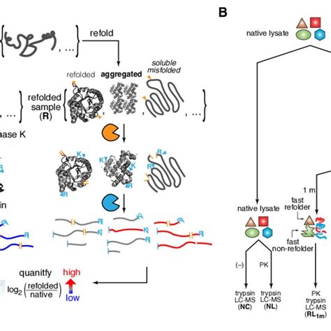 Limited Proteolysis Mass Spectrometry Lip Ms To Interrogate Refolding