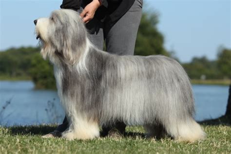 Chien Elevage Victory Wind S Eleveur De Chiens Bearded Collie