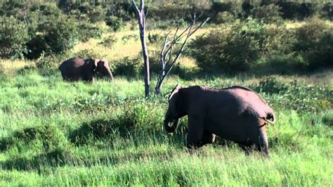 Un éléphant qui se balançait YouTube