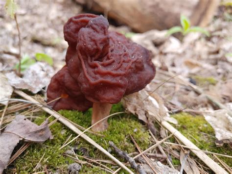 False Morel Gyromitra Esculenta Deadly Rmycology