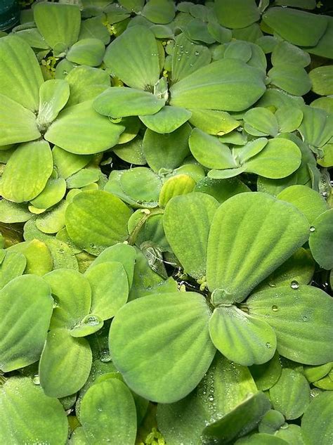 Muschelblume Wassersalat Aquariumpflanze Im Kanton Bern Tutti Ch