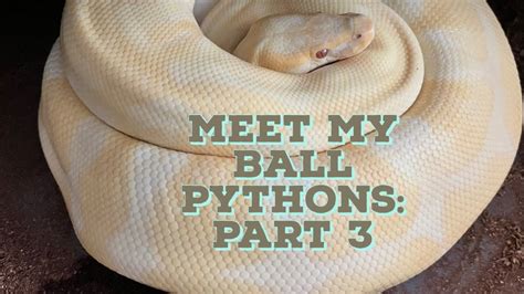 Meeting My Ball Pythons In Breeding Rack 2 YouTube